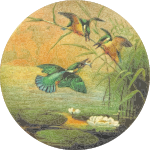 Circular kingfisher drawing
